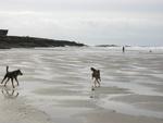 12-02 Anja & Nikki running @ Yachats beach